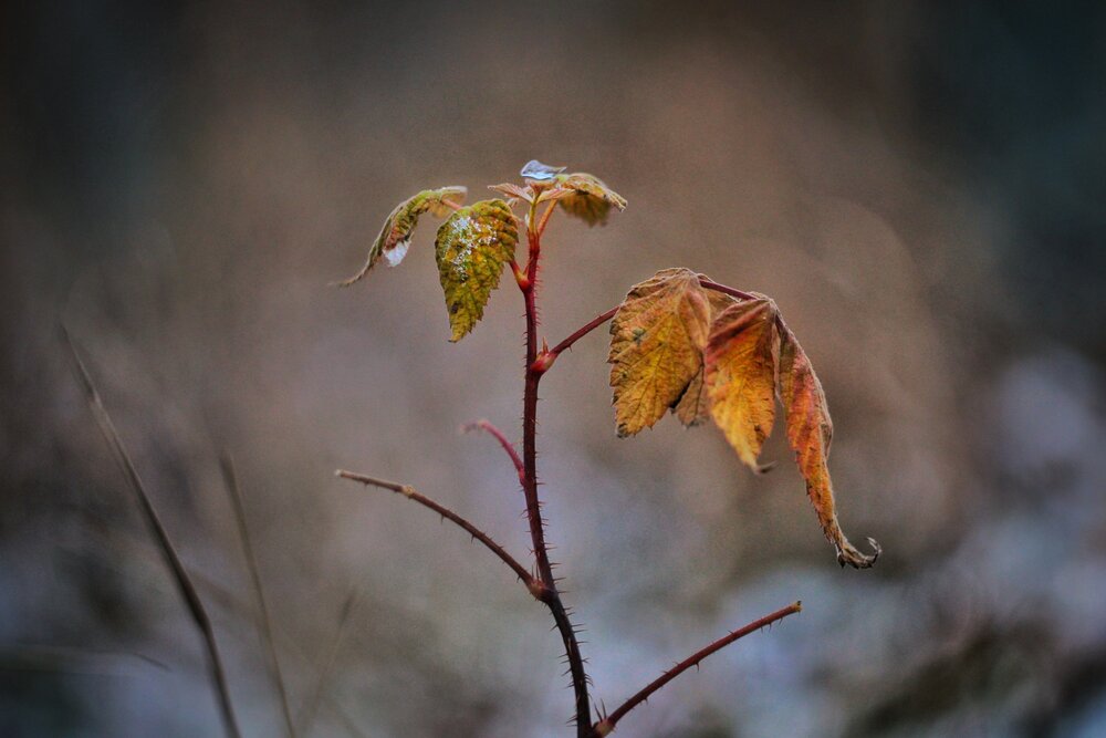 Photograph by Инна Карасева
