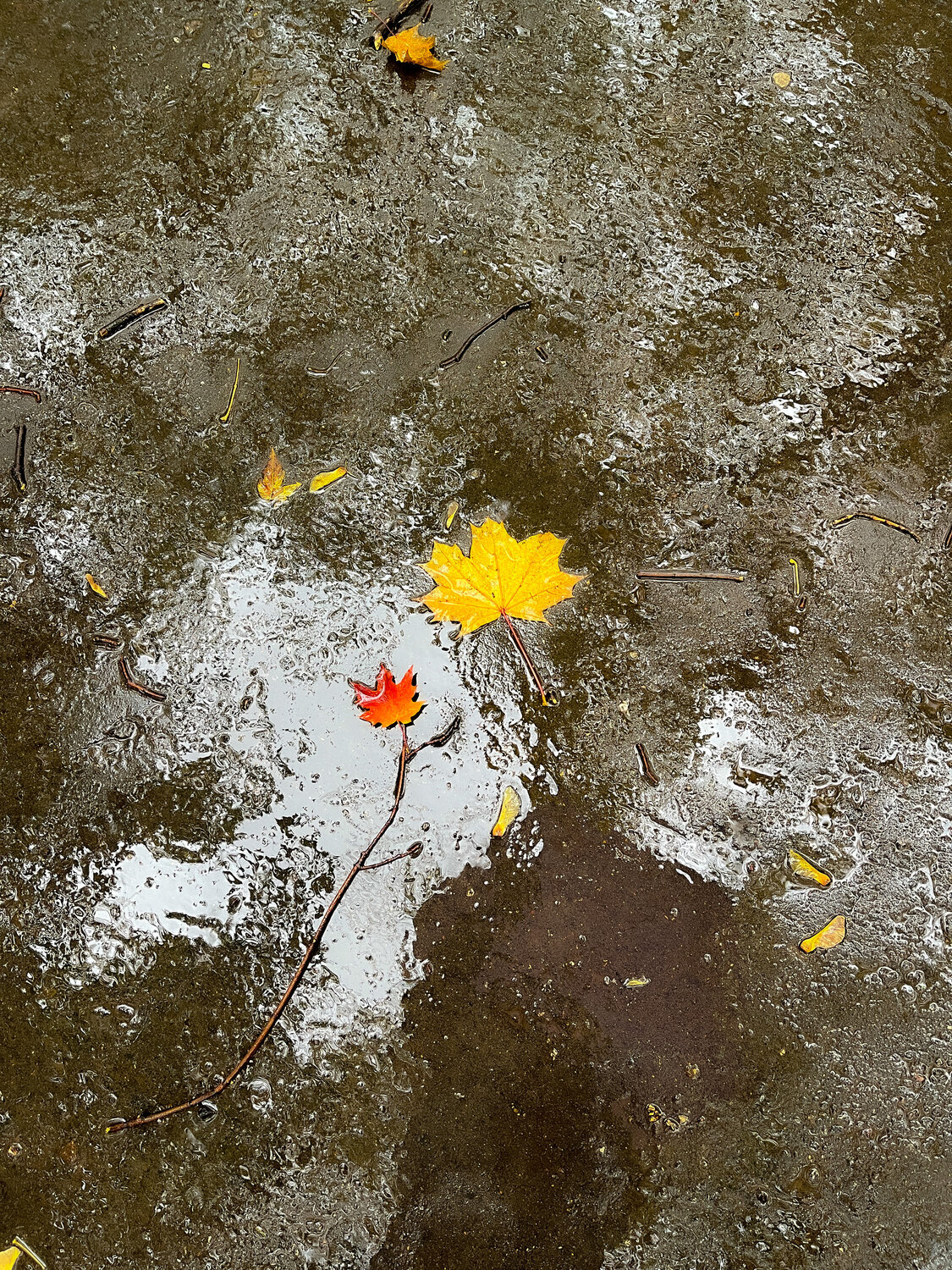 Photo #14116709