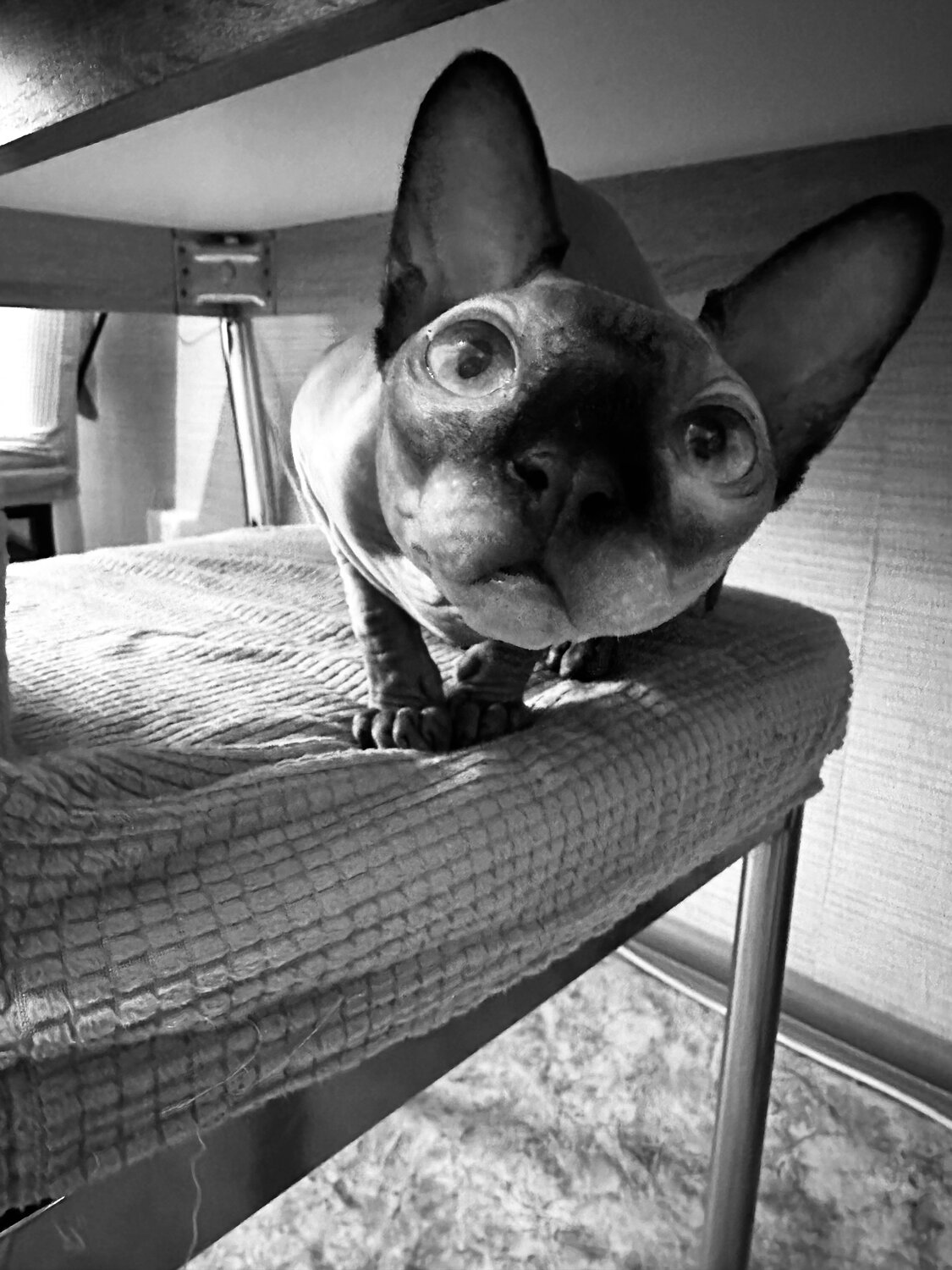 Photo #14116742