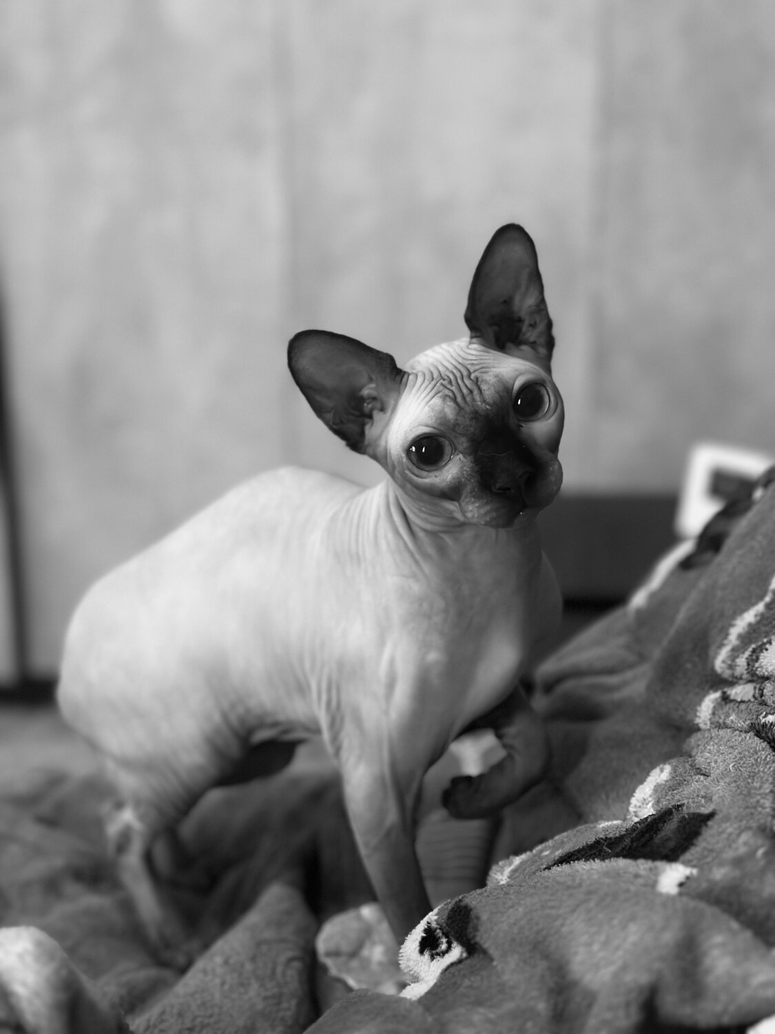 Photo #14116743