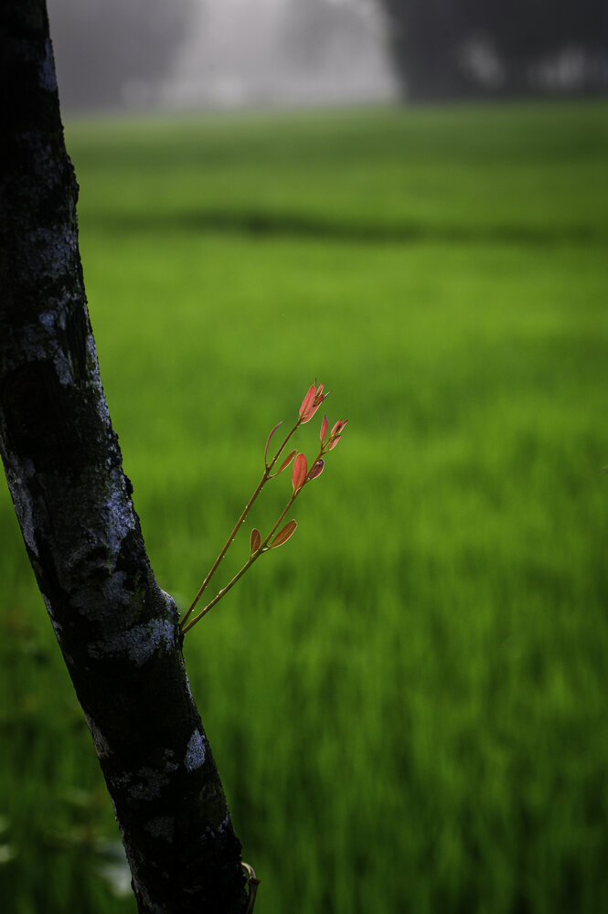 Photograph by Ankan Das