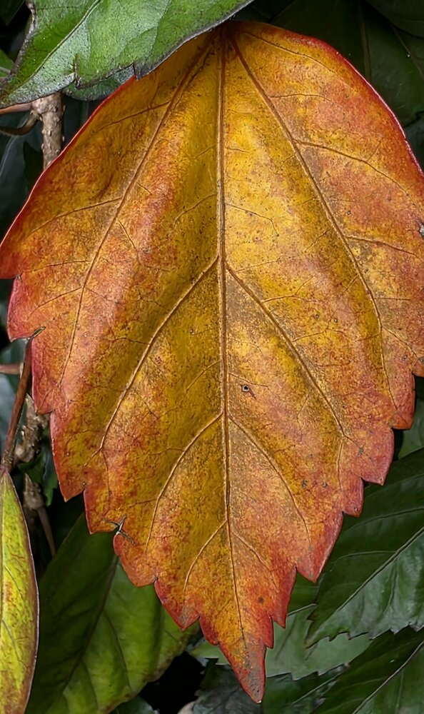 Photograph by Kaushik Mitra