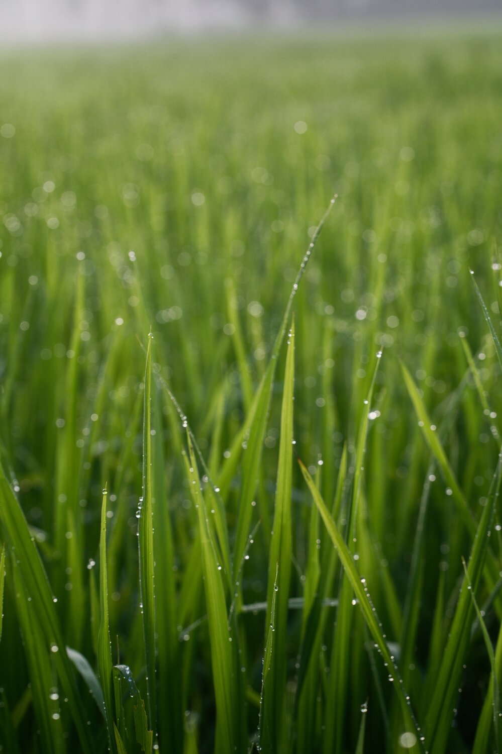 Photo #14117005