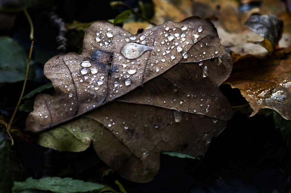 Photograph by Gurdina Lena