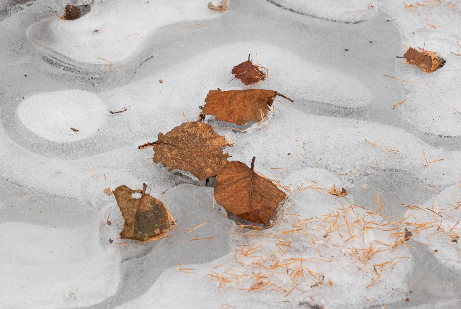 Photo #14117125