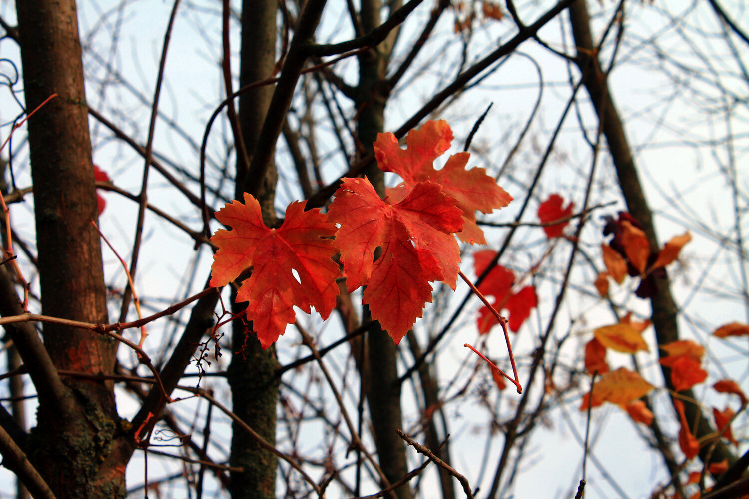 Photo #14117259