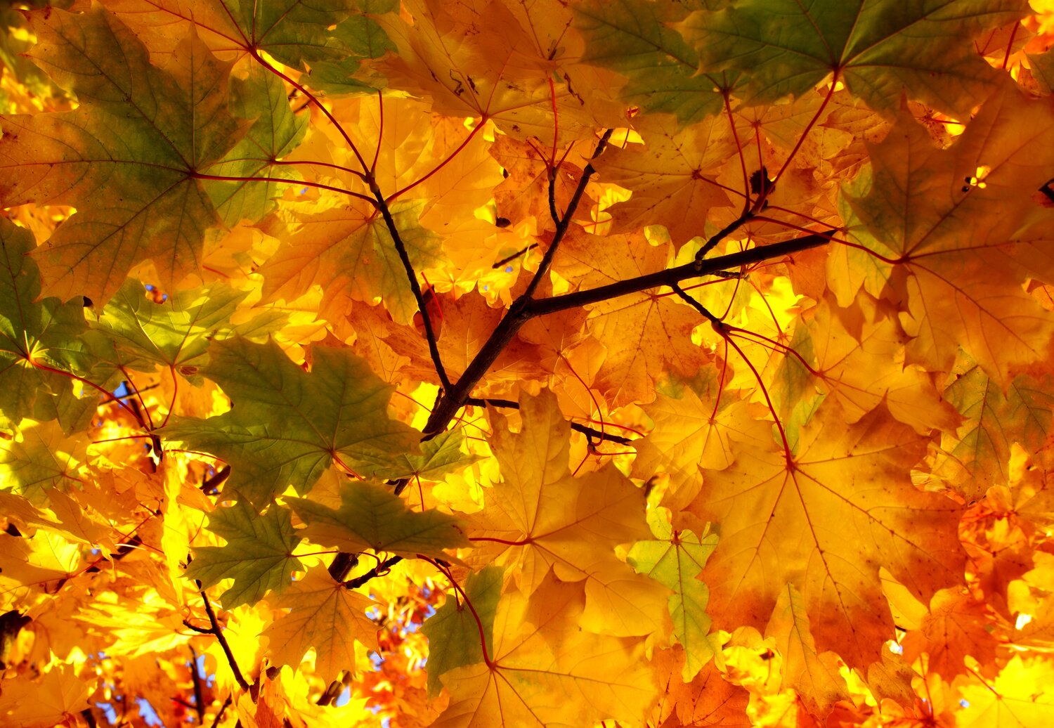 Photo #14117363