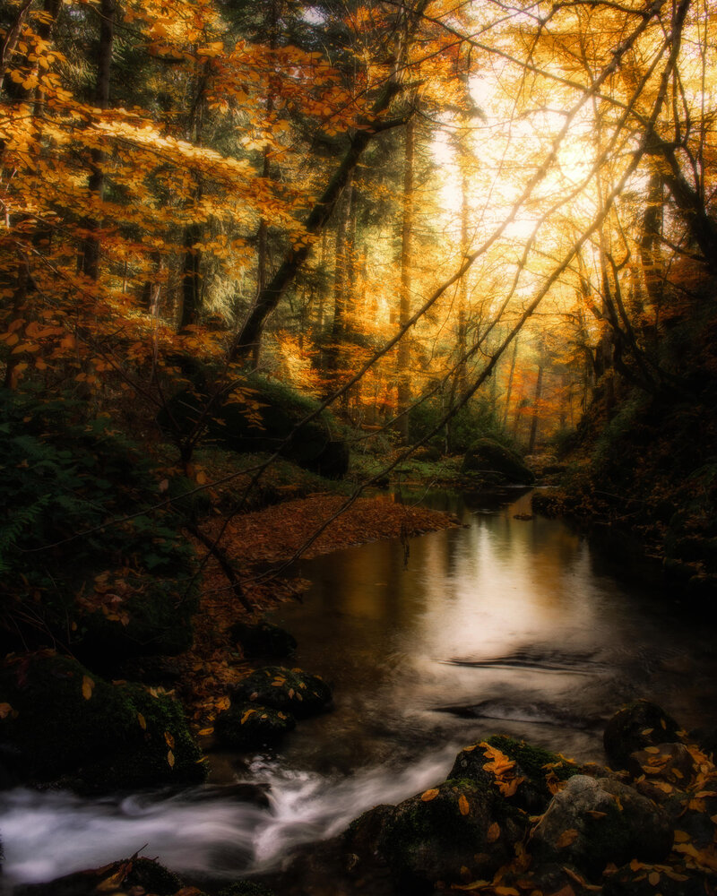 Autumn in forest