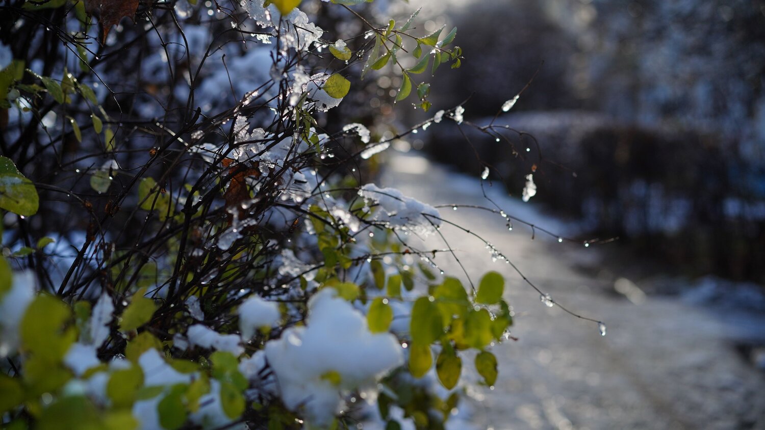 Photo #14117700