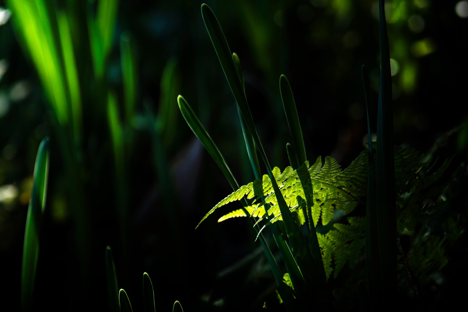 Entangled Foliage