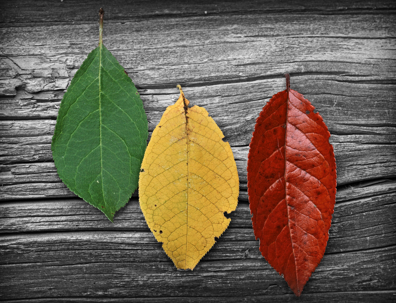 Photo #14117944