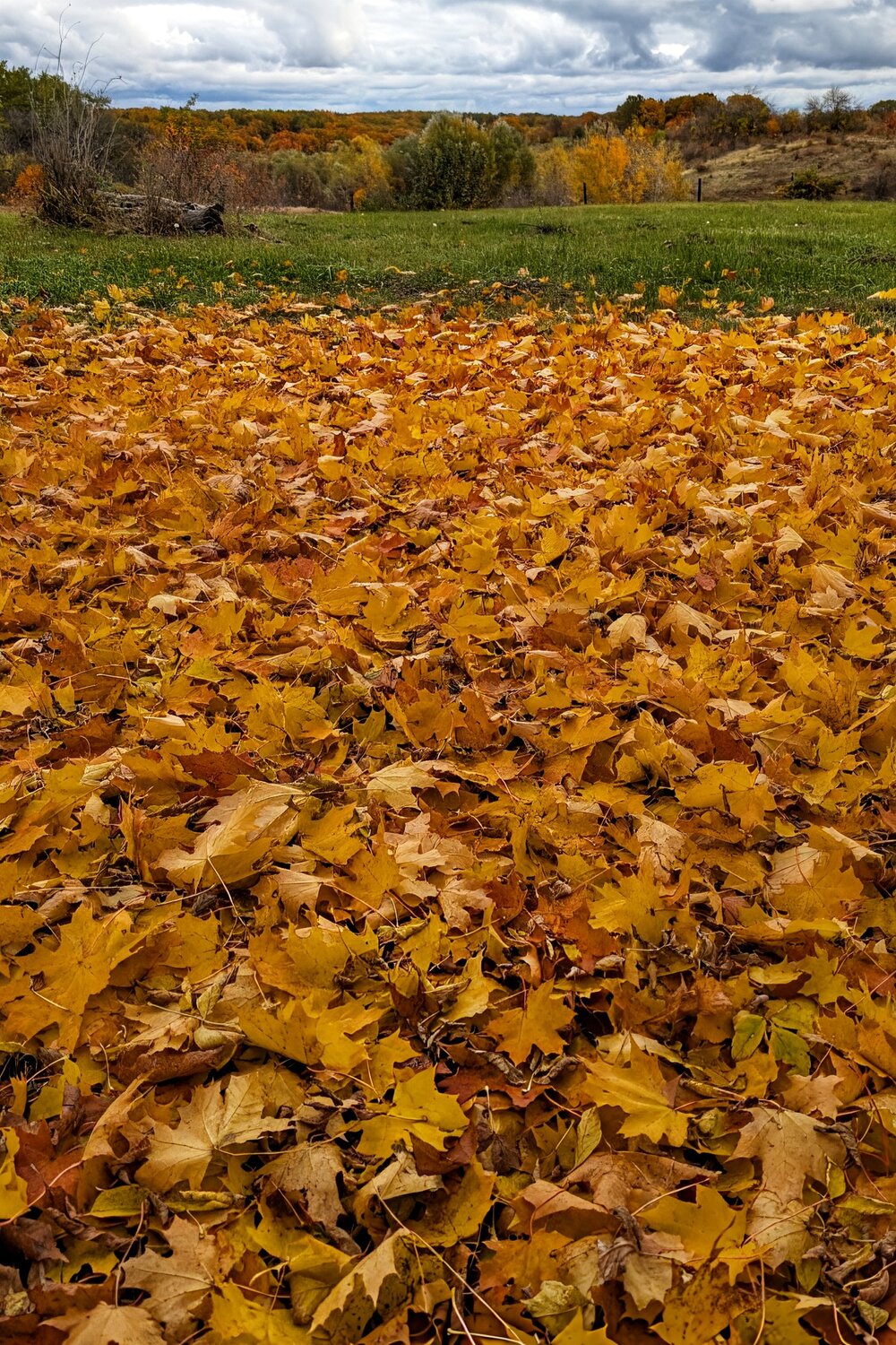 Photo #14118027