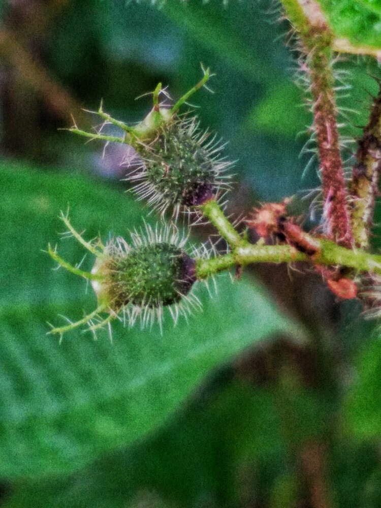 Photograph by Shashikani Piyasiri