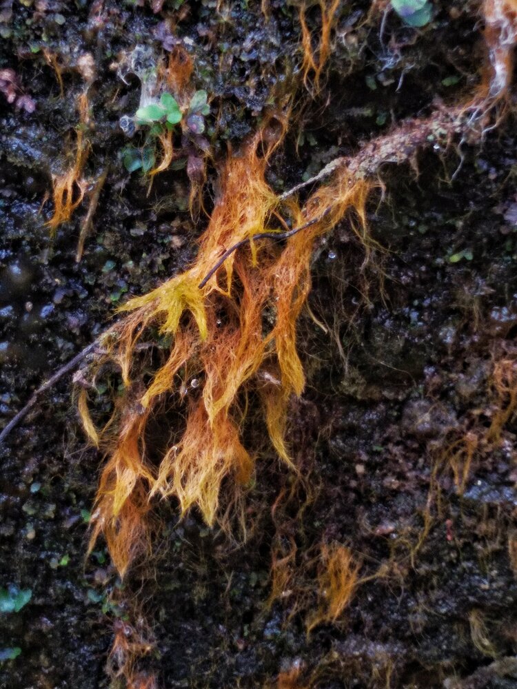 Photograph by Shashikani Piyasiri