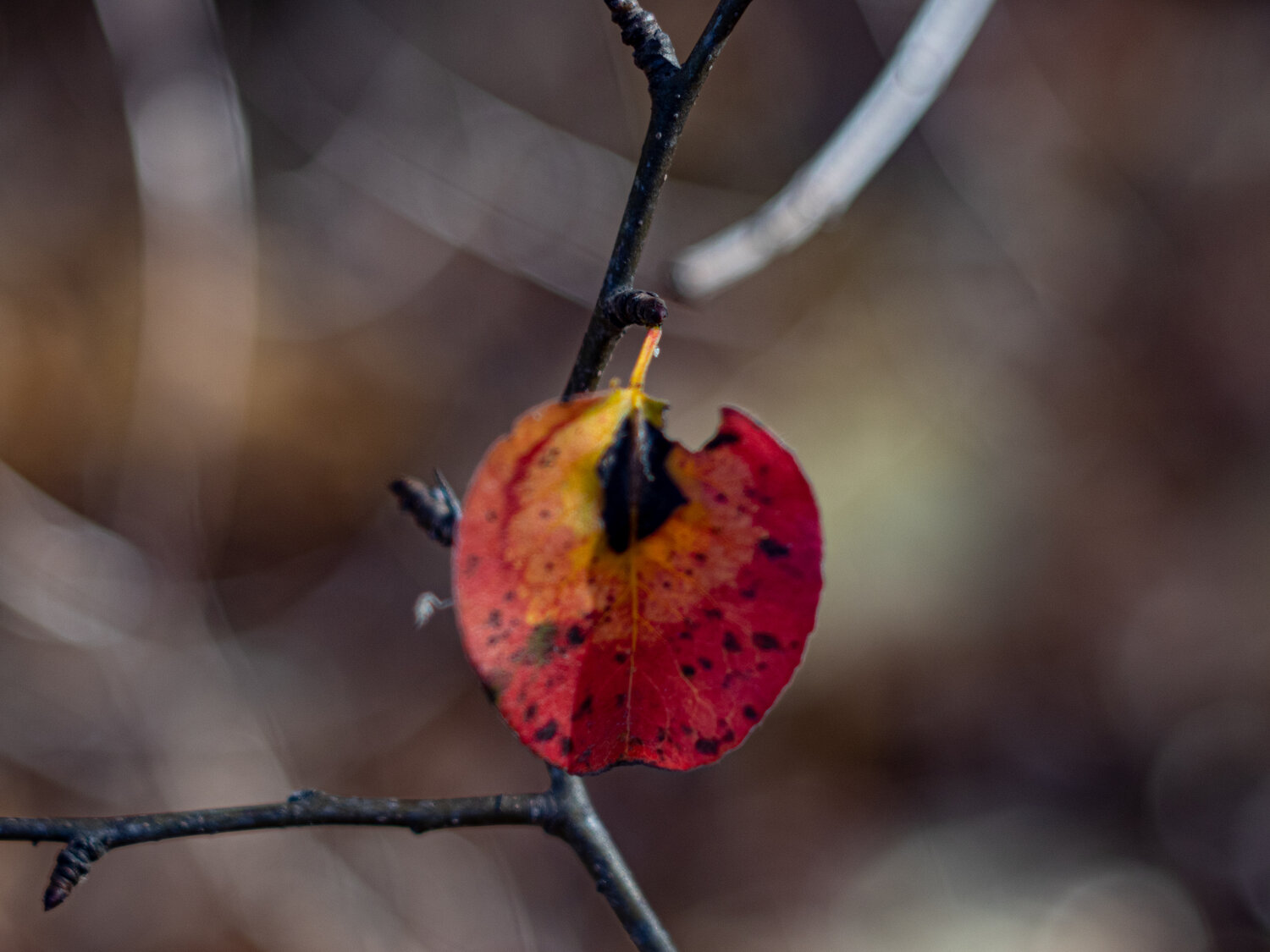 Photo #14118220