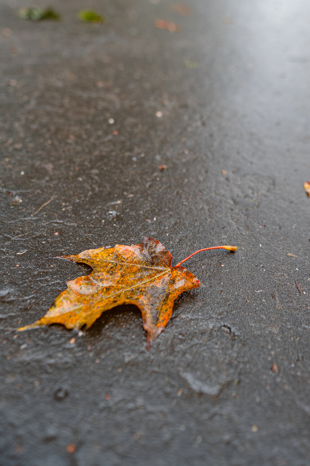 Photo #14118406