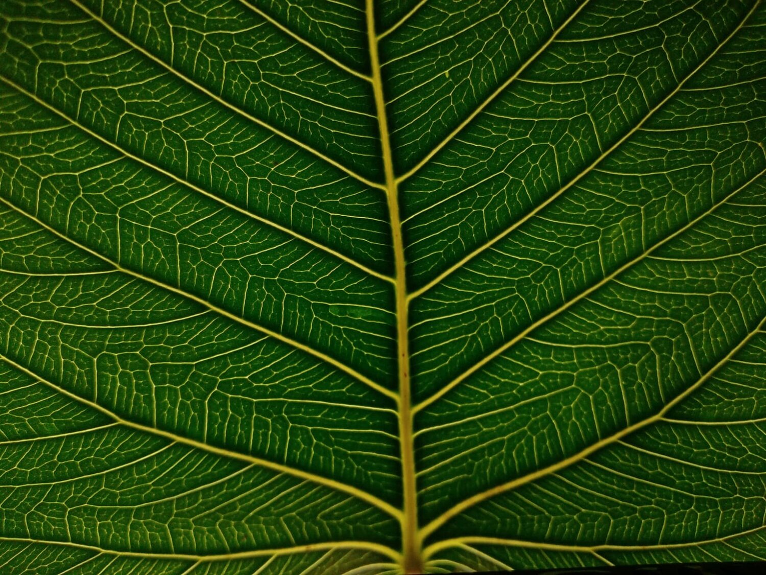 Veins of life...