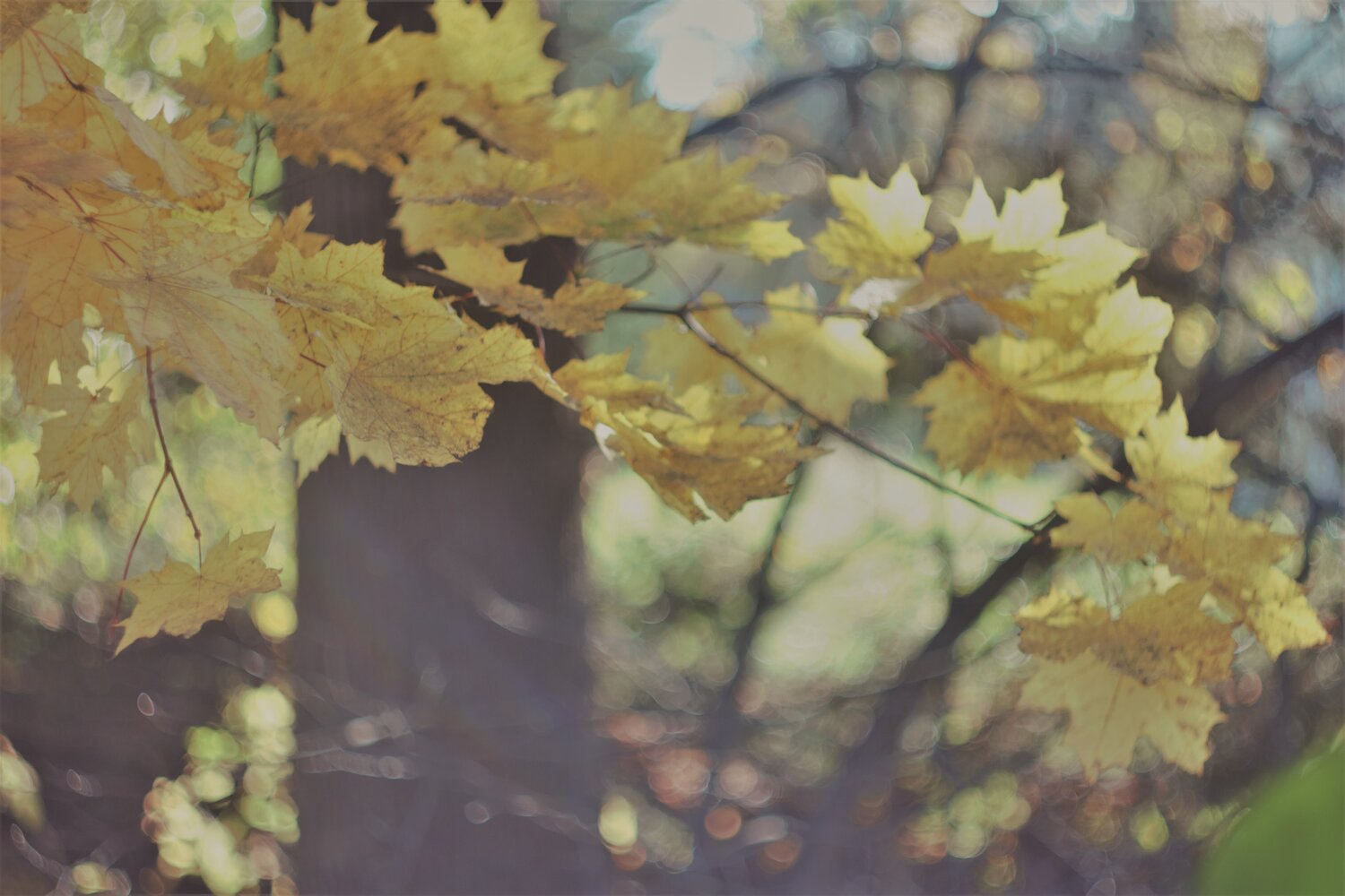 Photo #14118701
