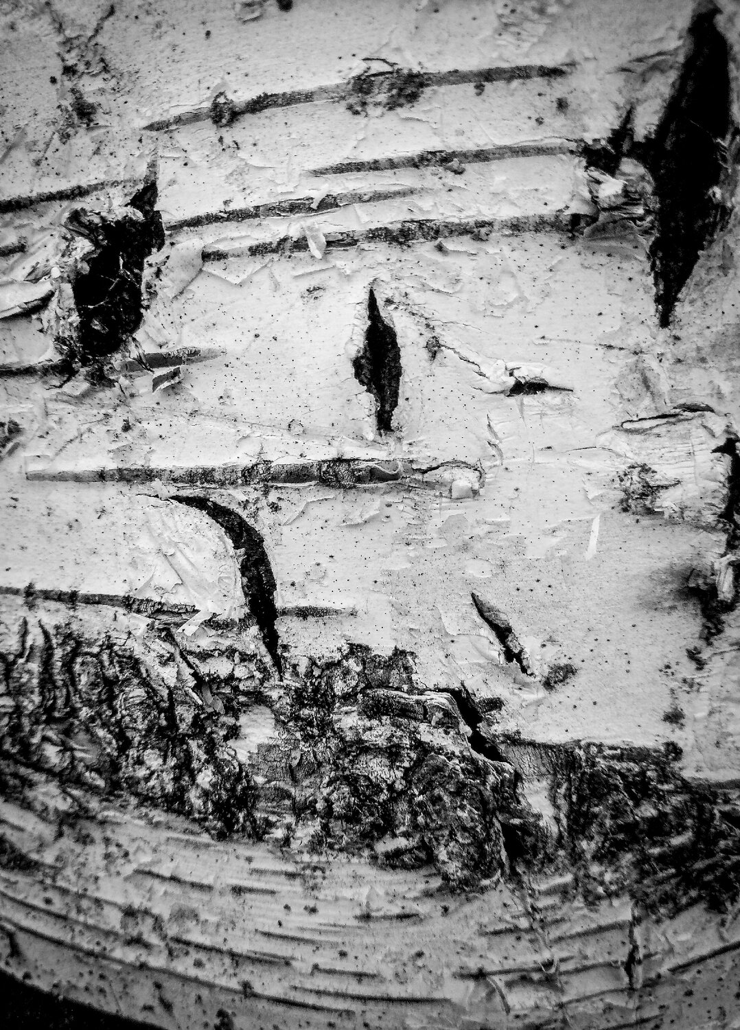 Photo #14118766