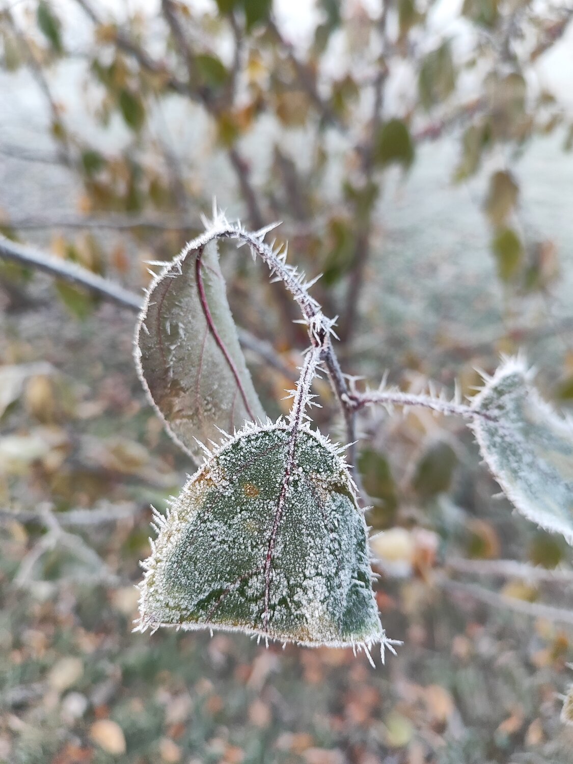 Photo #14118879