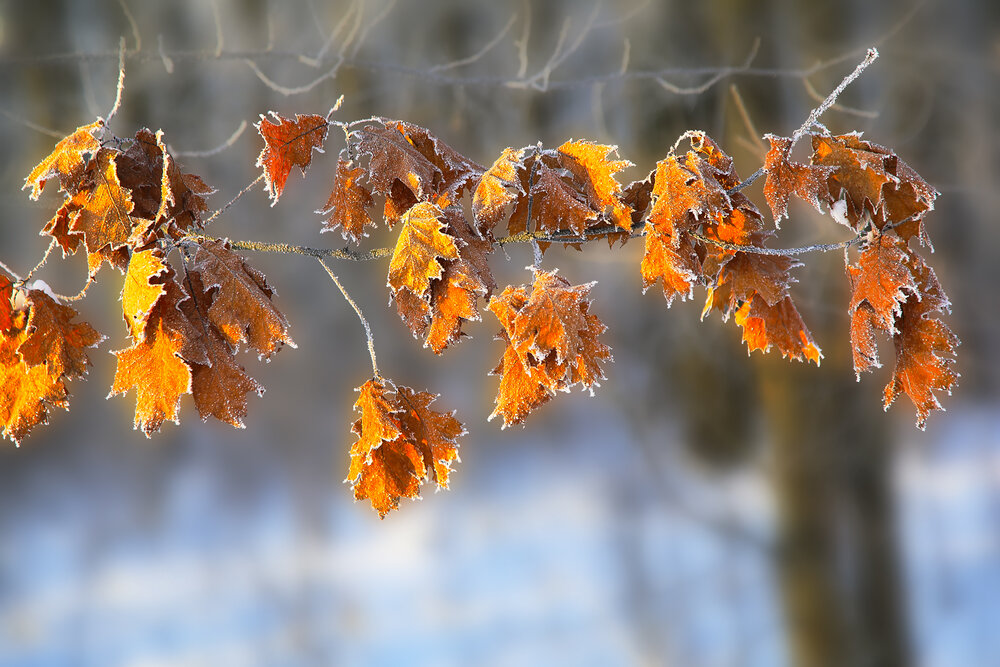 Photograph by Николай Протасеня
