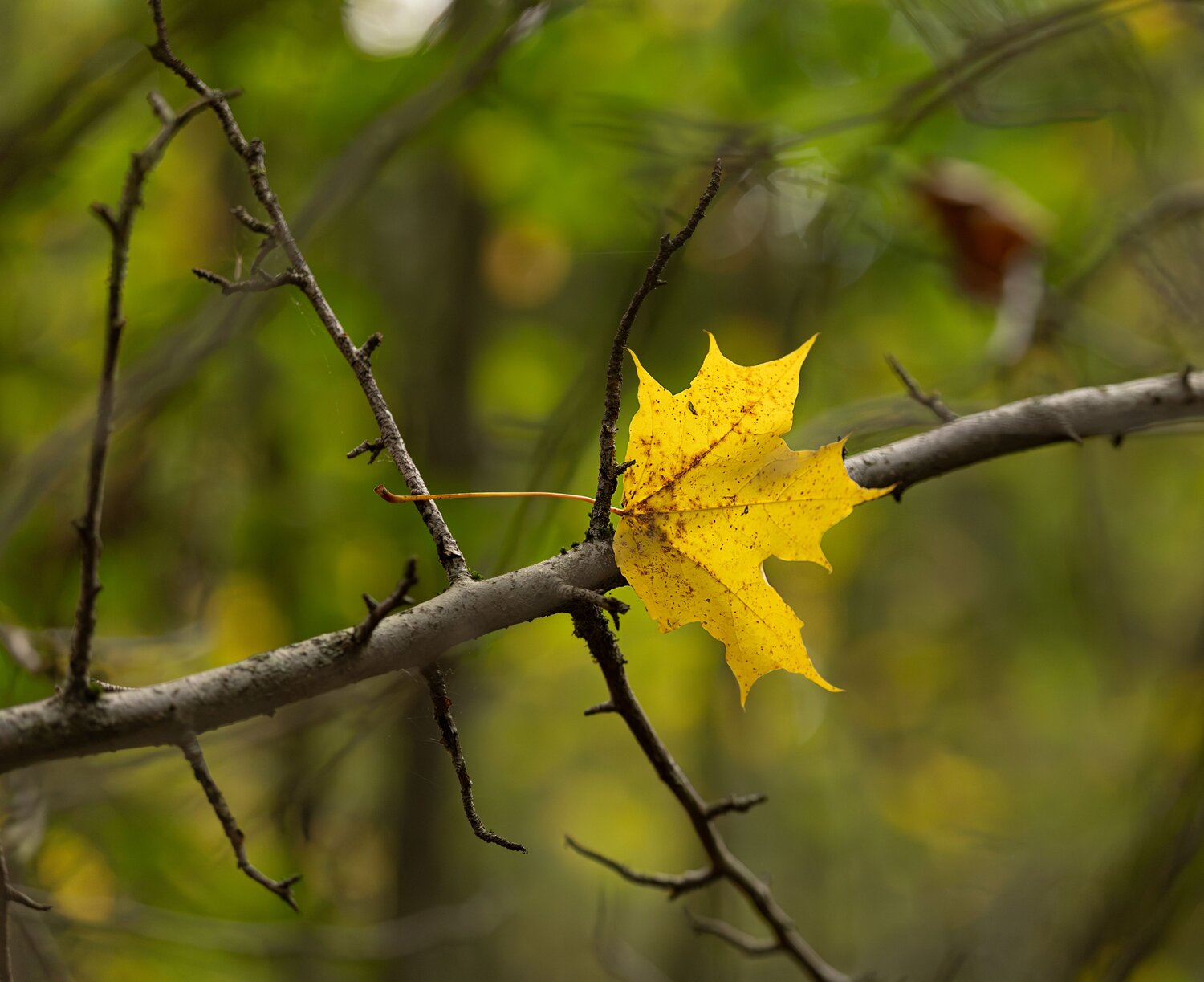 Photo #14119289