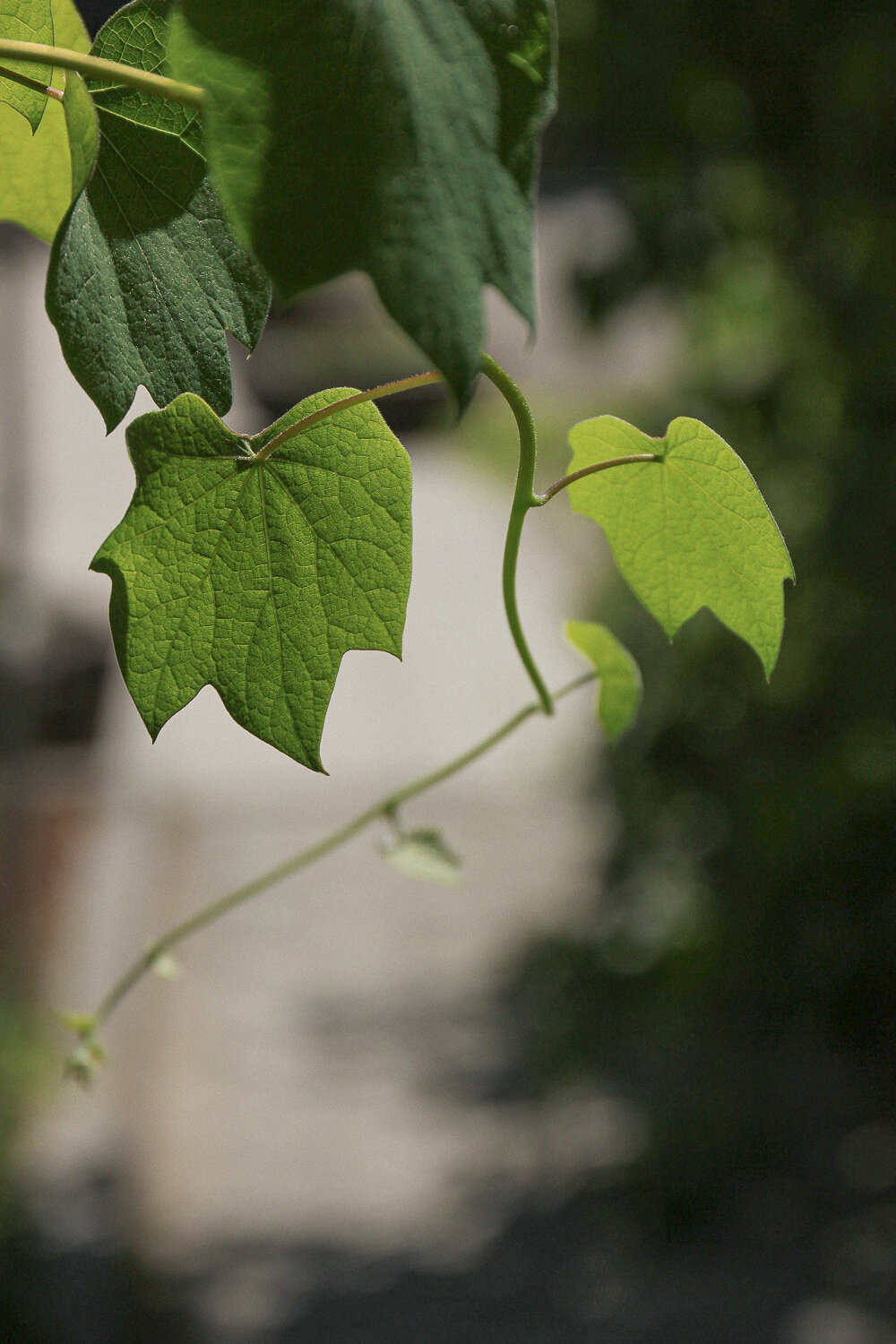 Photo #14119414