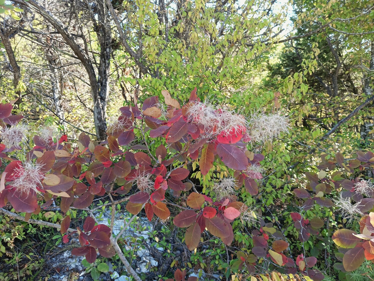 Photo #14119687