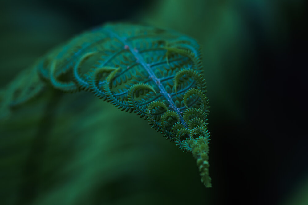 Photograph by Алла Никушкина