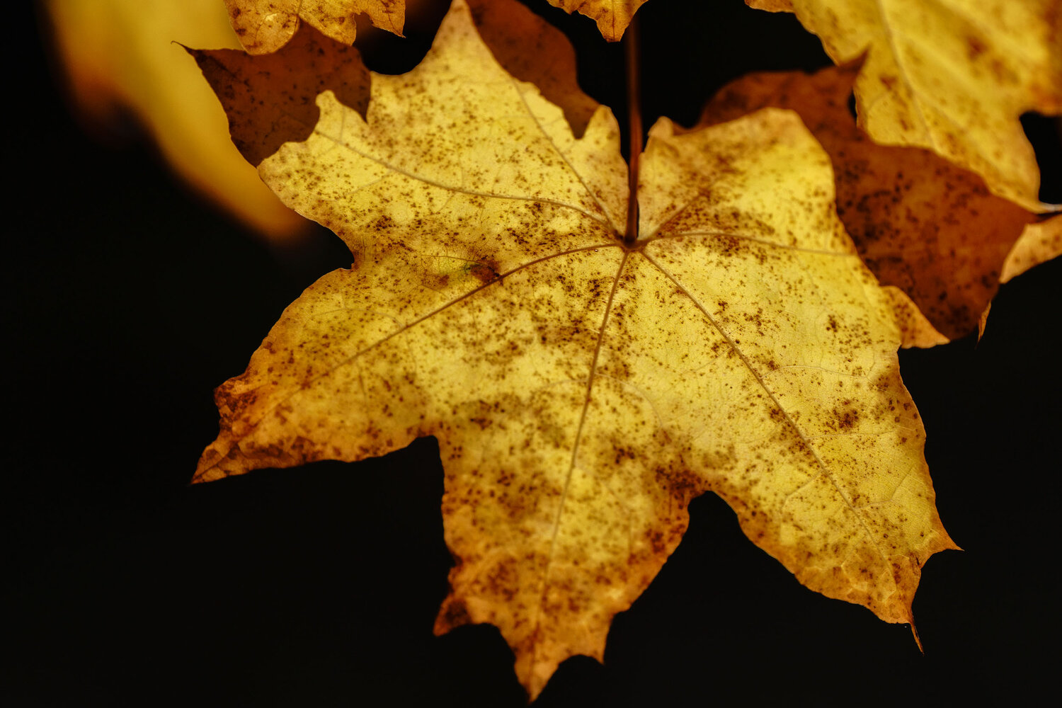 Photo #14120023