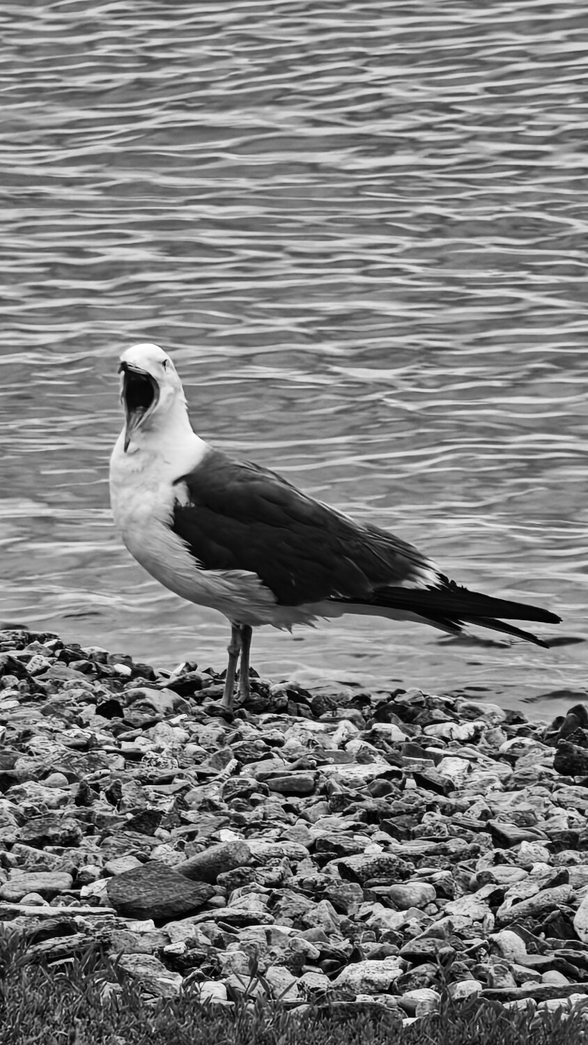 Photo #14120095