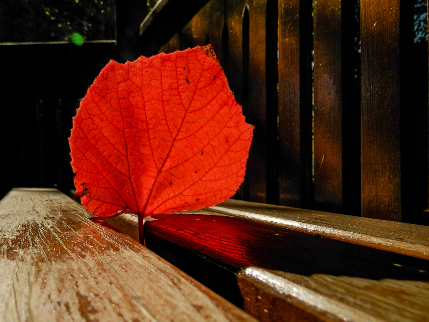Photo #14120109