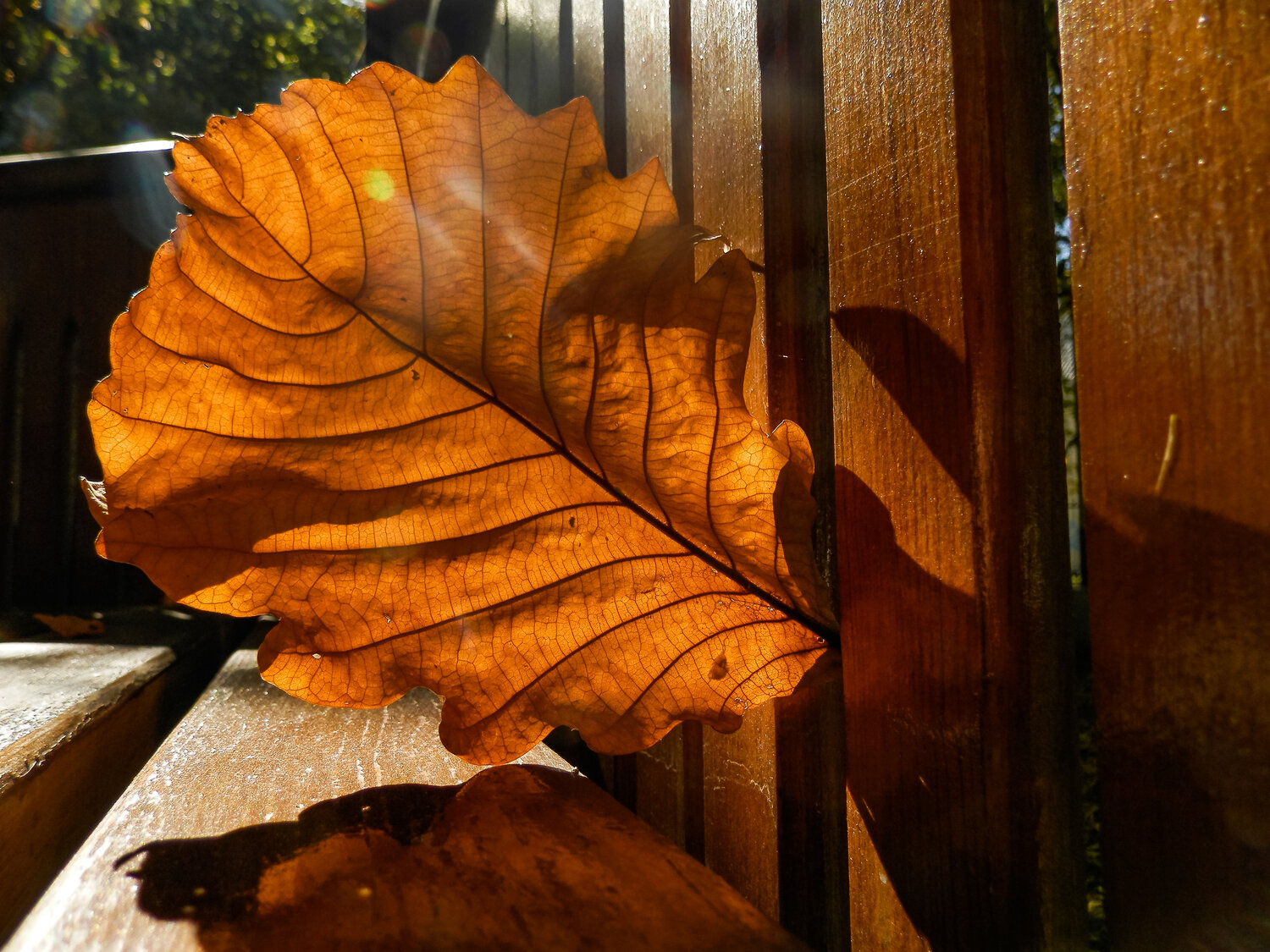 Photo #14120110