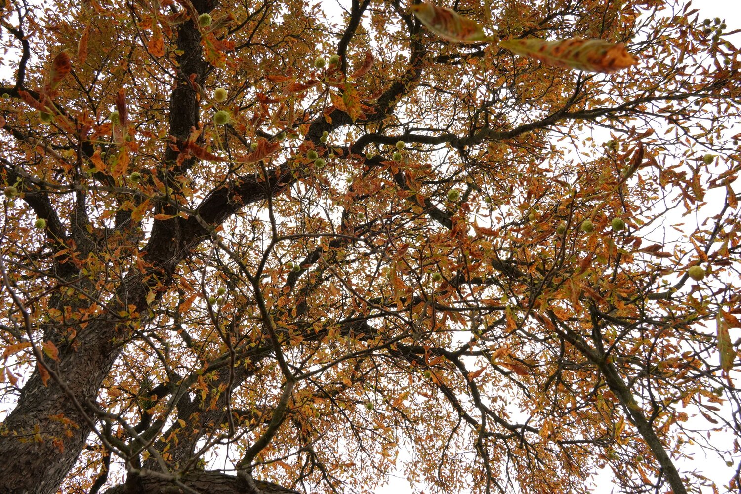 Photo #14120406