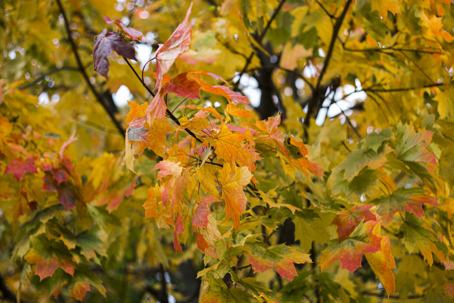 Photo #14120409
