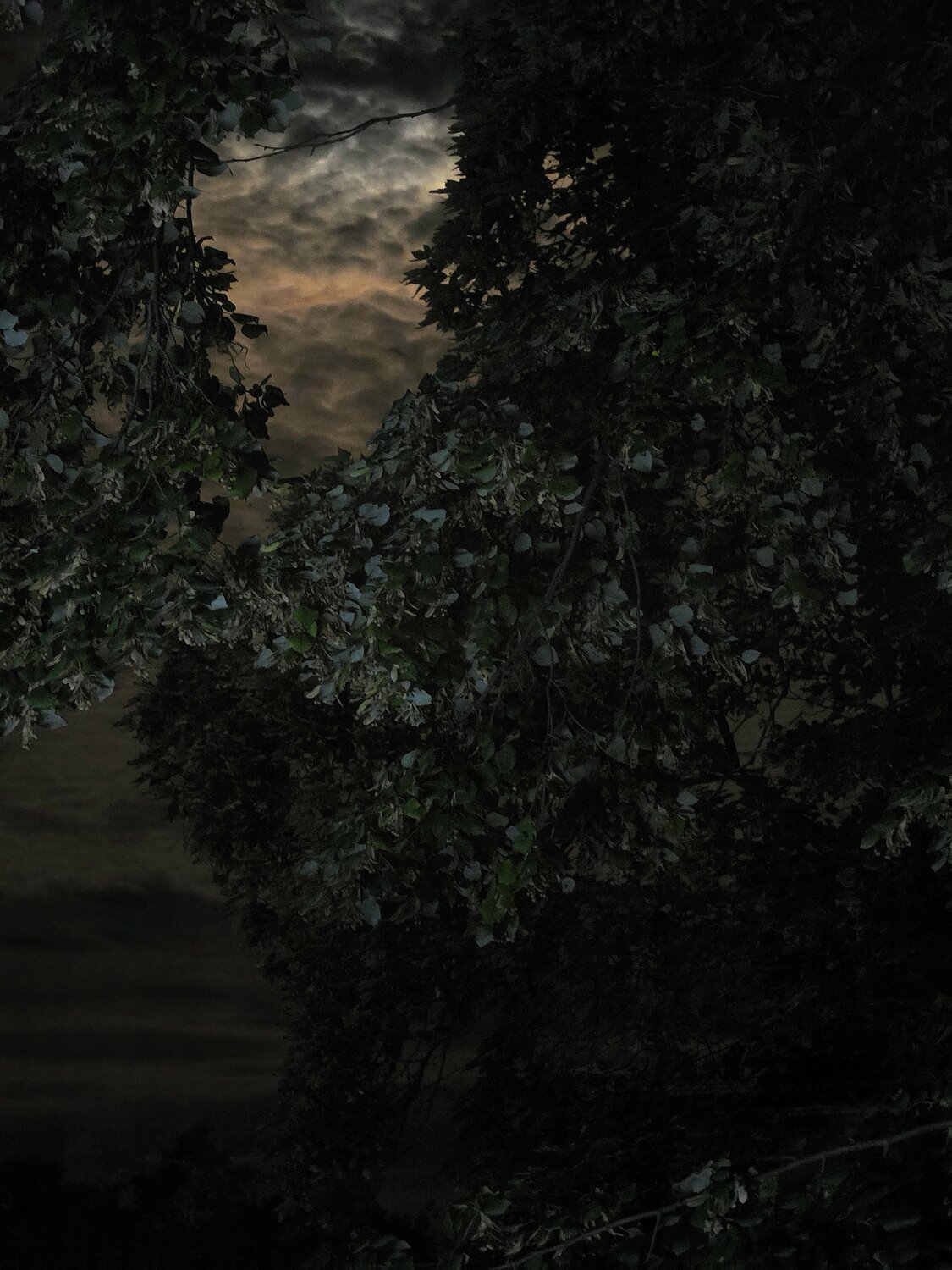 Photo #14120525