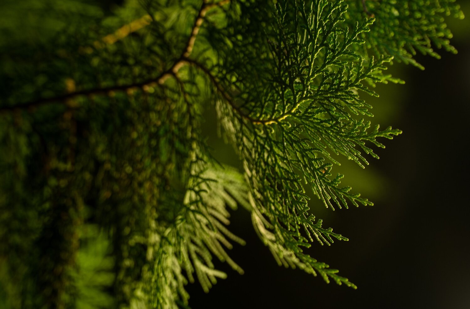 Photo #14120545