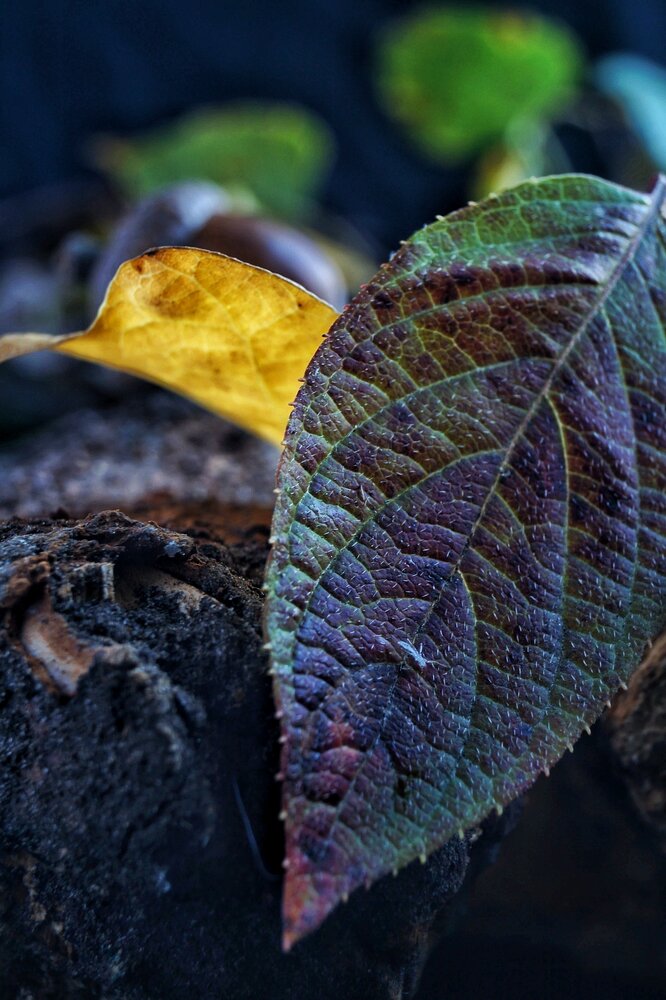 Photograph by Ekaterina Shelest-Korkunova