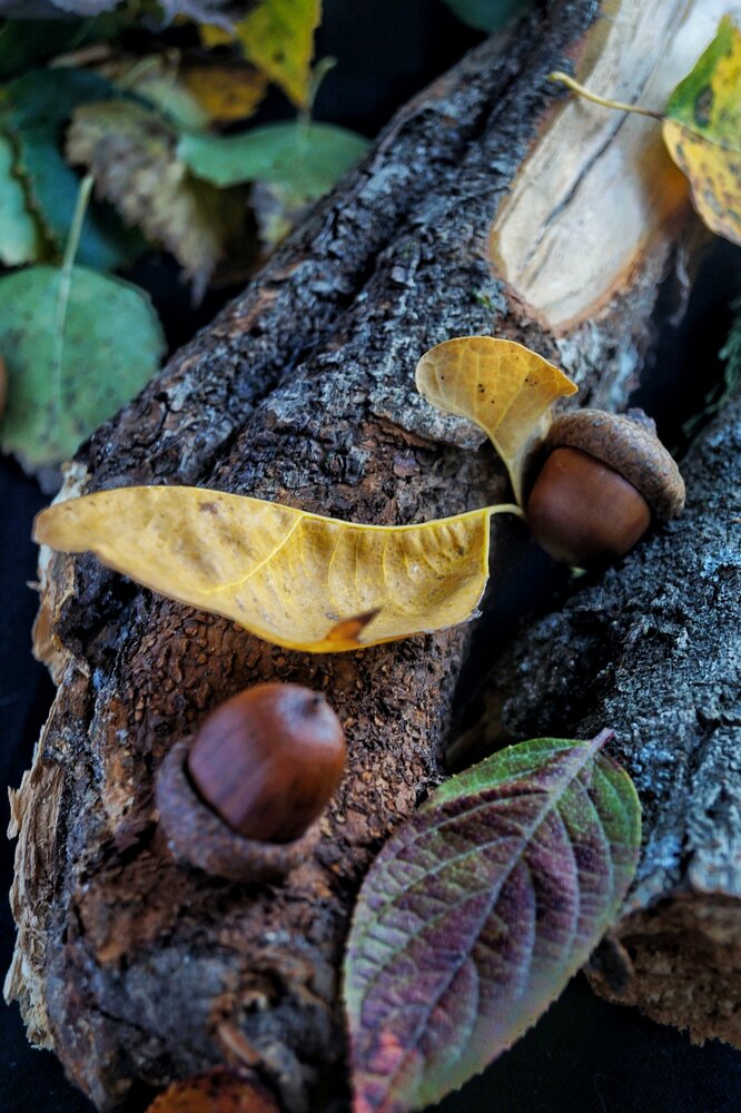 Photograph by Ekaterina Shelest-Korkunova