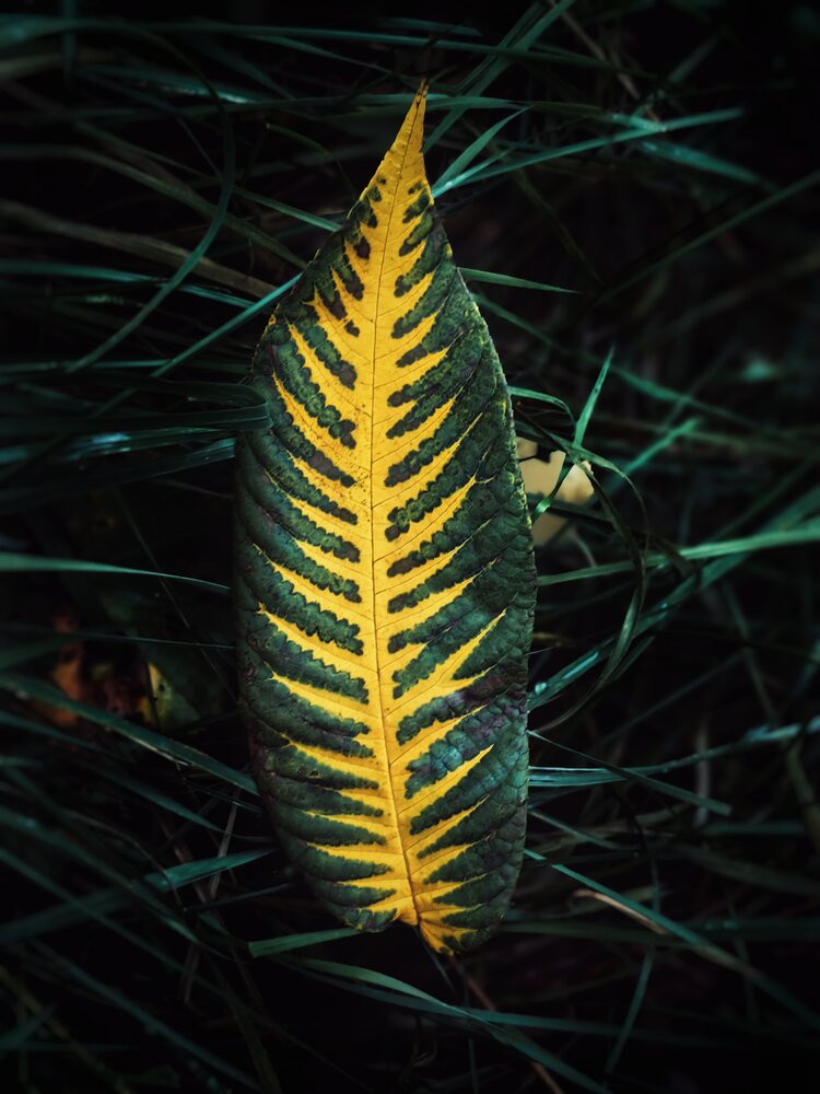 Photograph by Ярославна