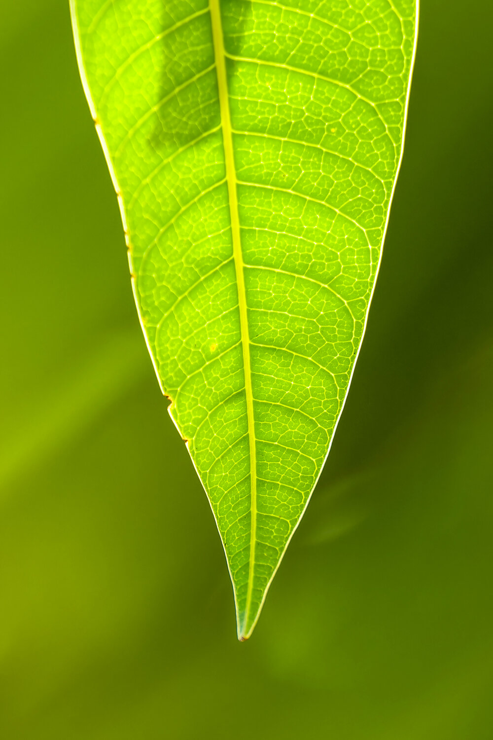 Photo #14121083