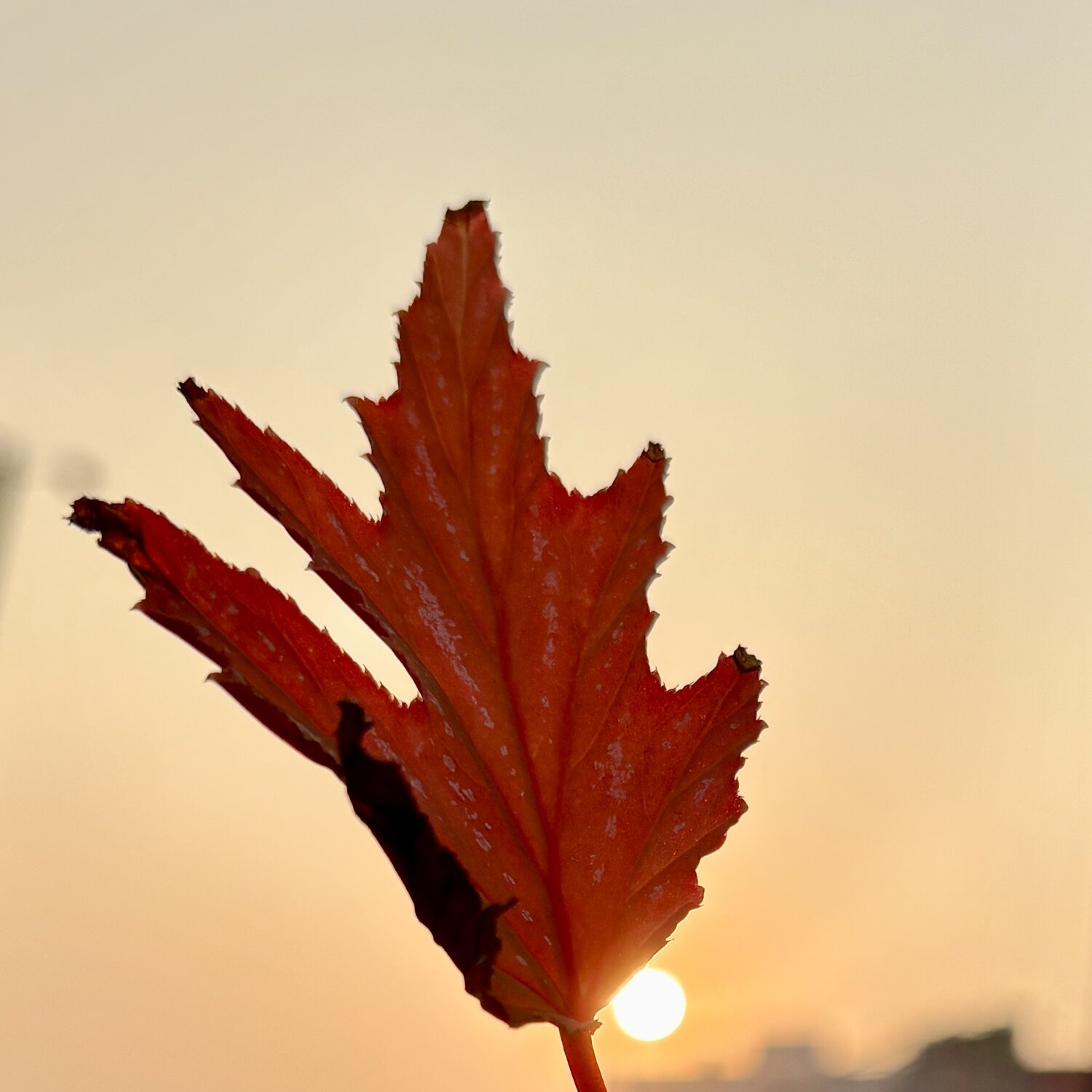 Embers of the Dusk