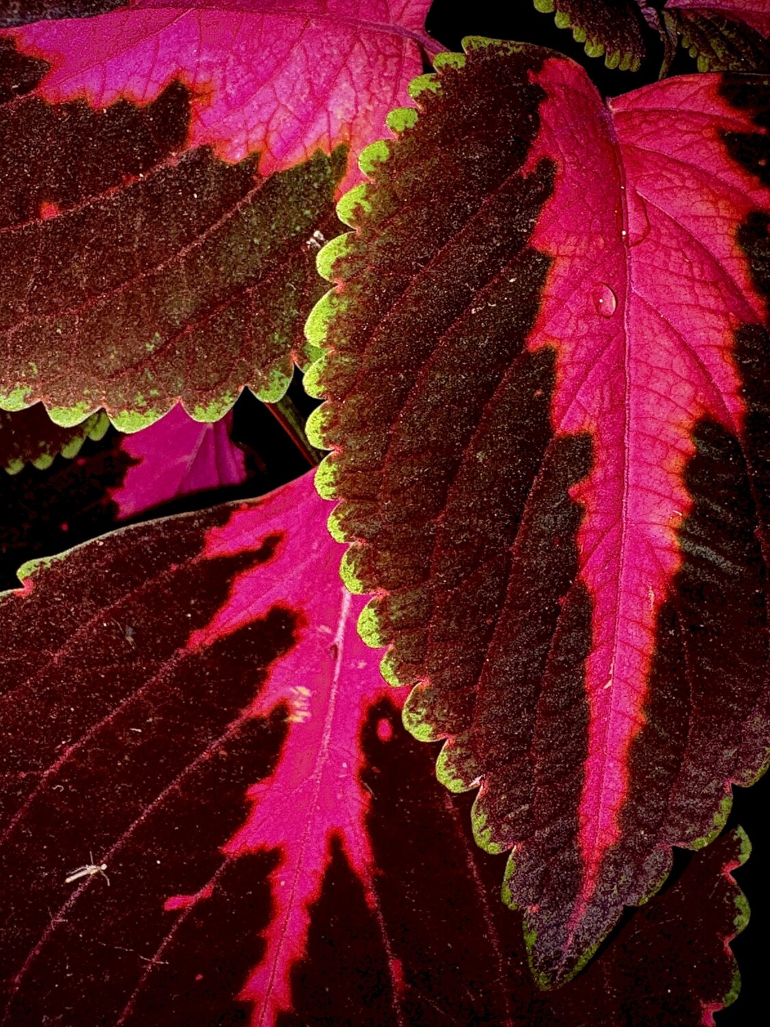 Velvet and Flame