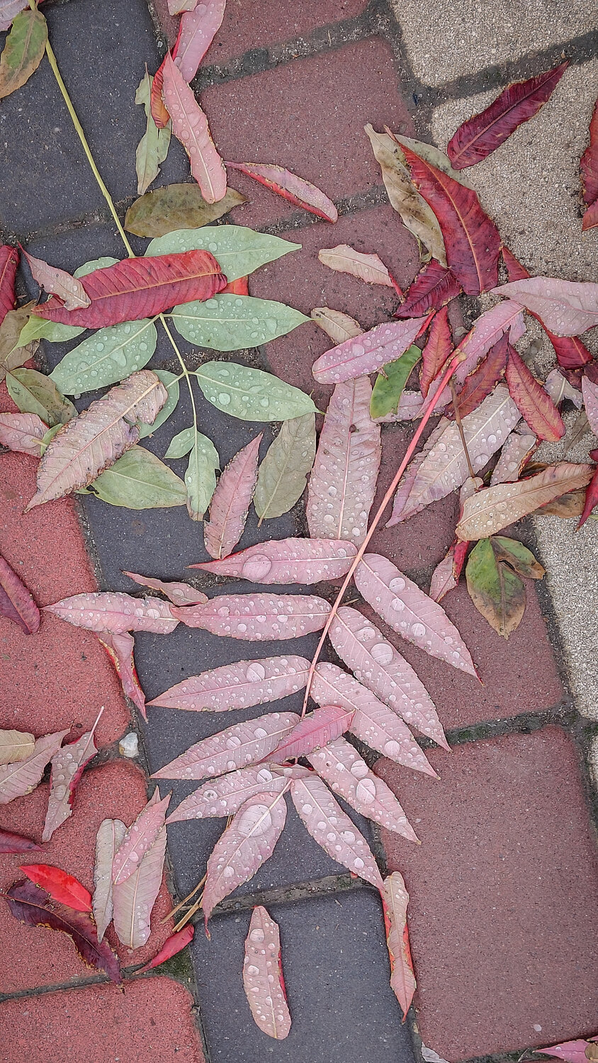 Photo #14121233