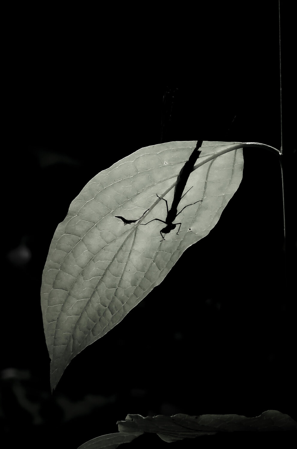 Photo #14121569