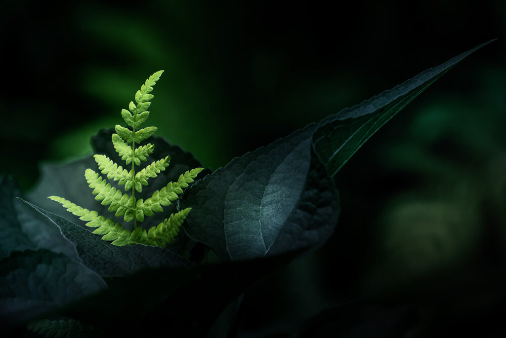 A Sheltered Fern