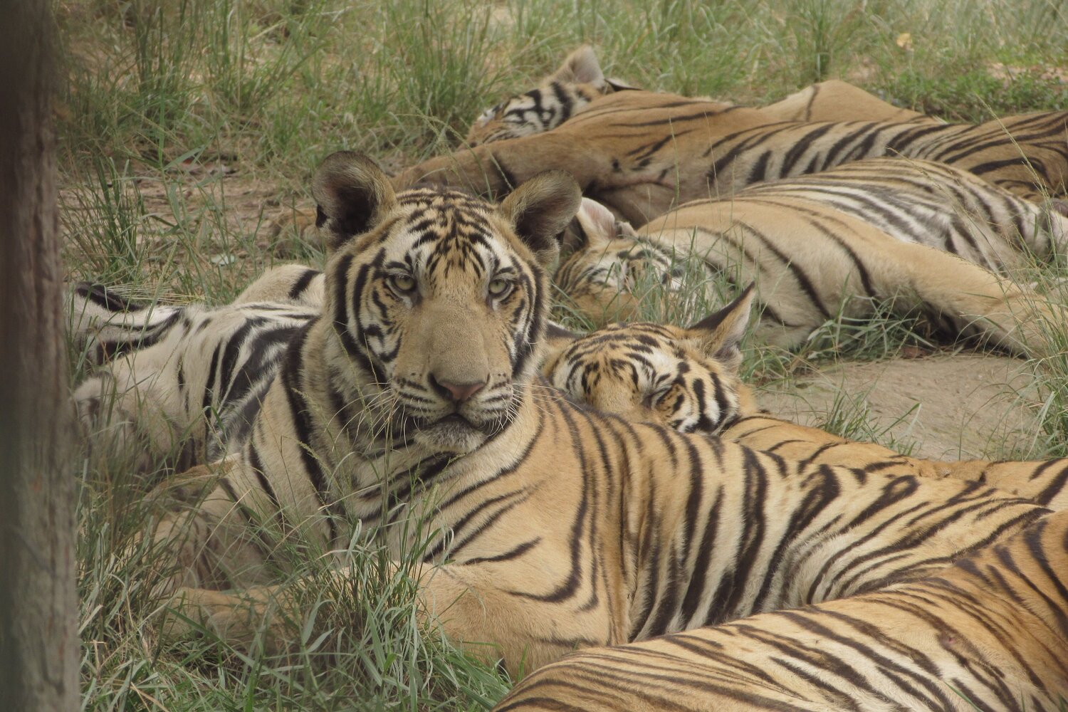 TIGER