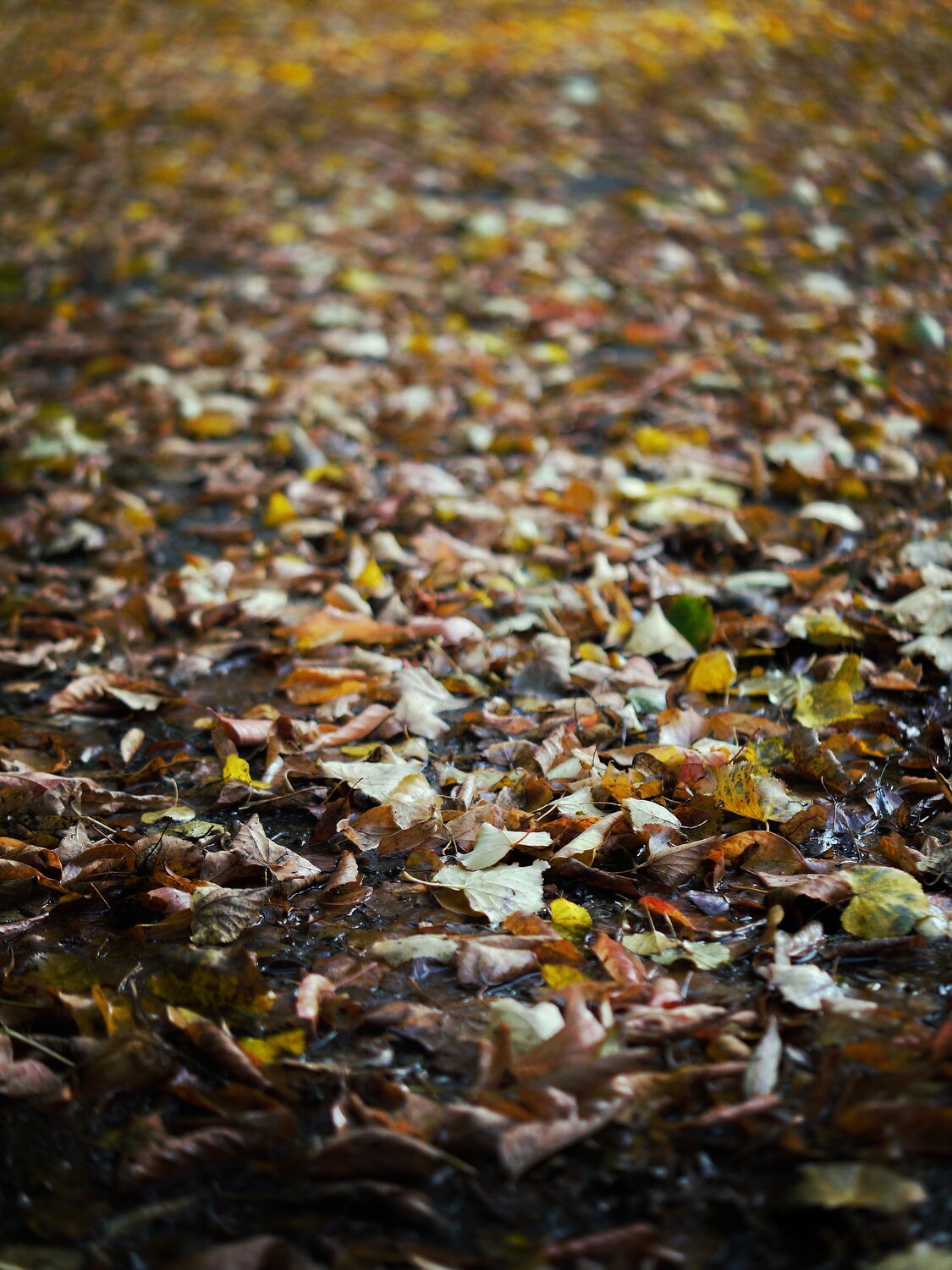 Photo #14121924