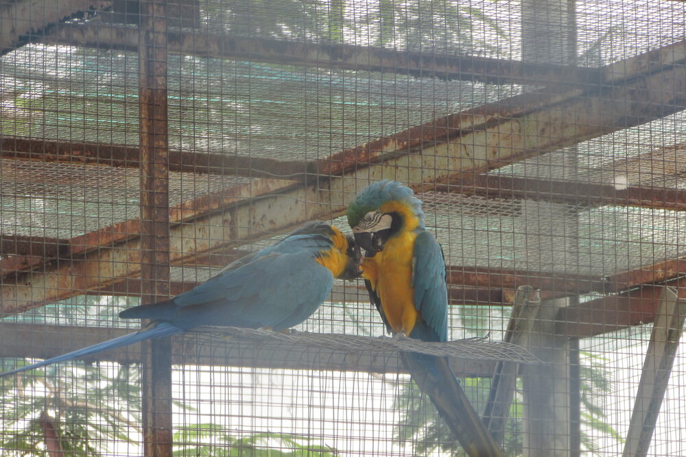 Parrot