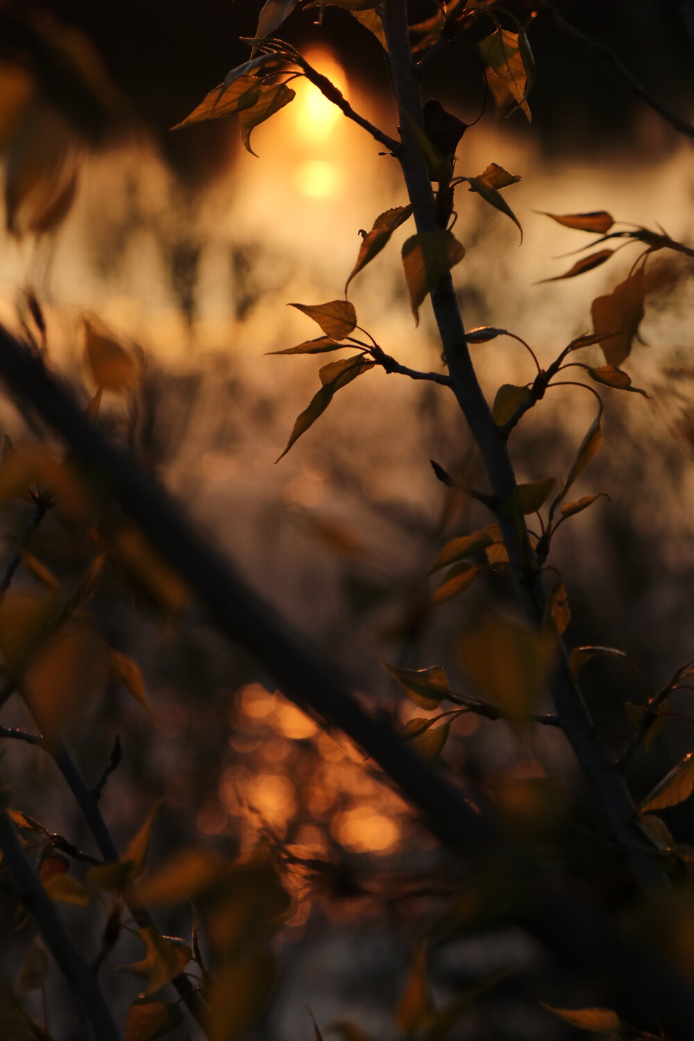 Photo #14122050